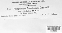 Phragmidium americanum image
